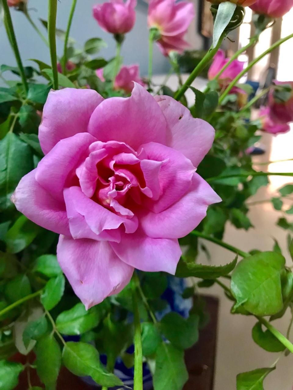 The Rose Home Hanoi Dış mekan fotoğraf
